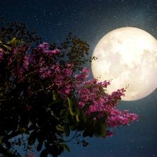 Iskoristite pun Mesec nad Srbijom za IZBACIVANJE TOKSINA! Astrološkinja Jasmina otkrila PRAVILA za potpuno pročišćenje tela