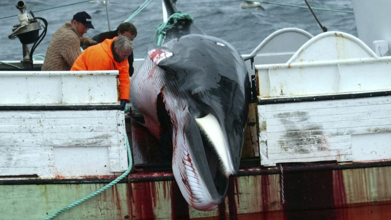 Island odobrio ubistvo 2.130 kitova u narednih pet godina