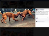 Istraga borbi pasa posle fotki na FB