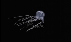 Istraživači iz Hong Konga otkrili nove vrste meduza