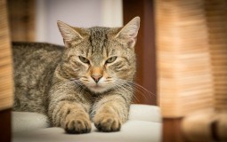 
					Istraživanje: Mačke nisu domaće životinje 
					
									