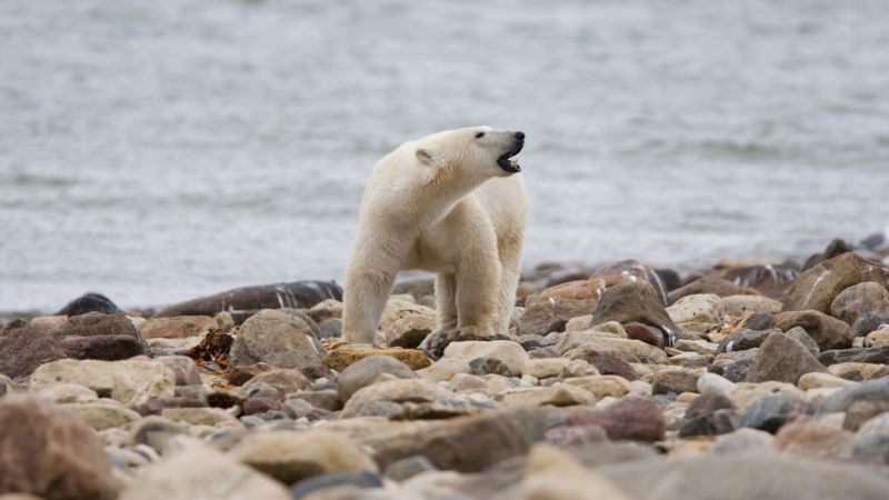 Istraživanje: Polarni medvedi dugoročno ugroženi