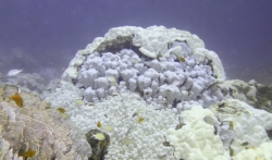 Istraživanje: Propadanje korala petostruko veće nego 80-ih