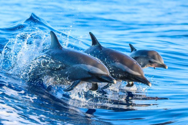 Istraživanje dugo tri decenije: Majke delfina imaju jednu zajedničku karakteristiku sa ljudima
