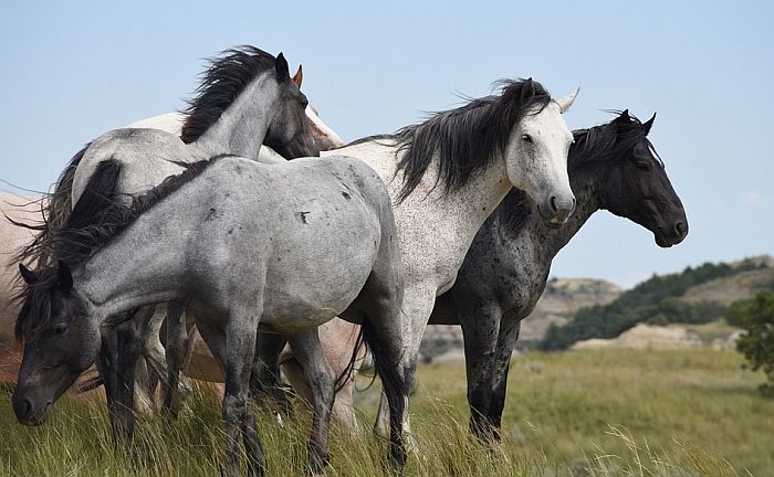 Istraživanje pokazalo: Svi divlji konji su izumrli