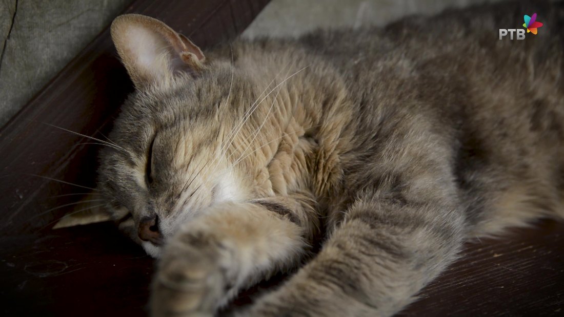 Italija: Zaražena mačka ugrizla vlasnicu, i uginula
