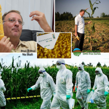 Italijan sadio GM kukuruz (prekrsio zakon), ali ga zastitio sud EU