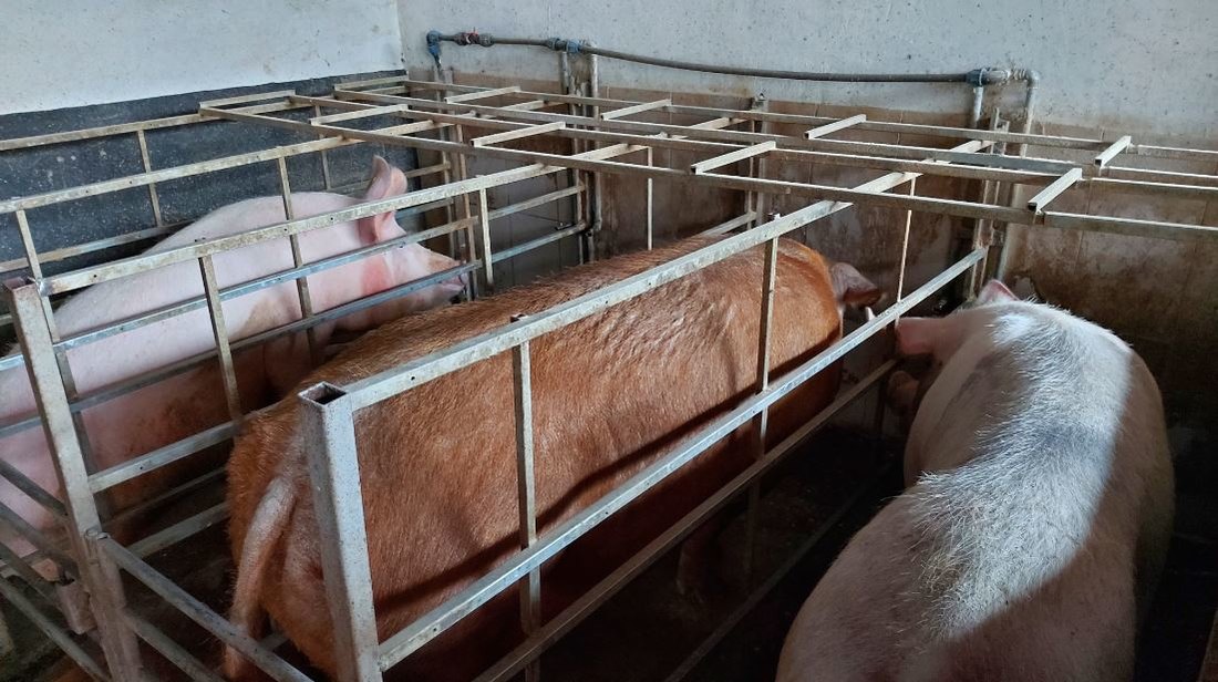 Ivanjac: Afrička kuga svinja u dva okruga, bolest plavog jezika stvara ekonomske štete