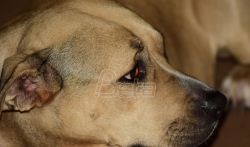 Iz Nišave spasen pas kojeg su maloletnici koristili za borbe