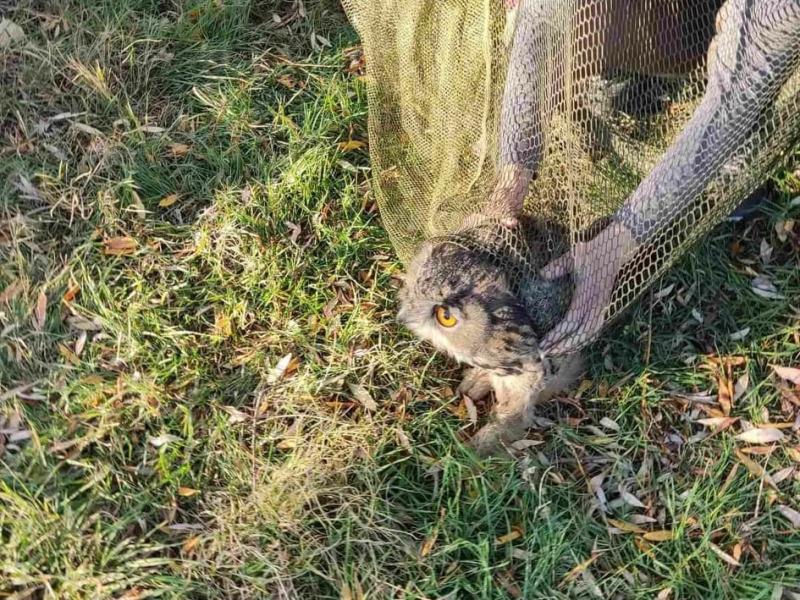 Iz Zoo planeta spasili sovu zaglavljenu u ventilaciji stambene zgrade 