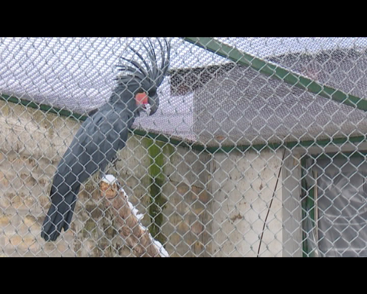 Iz zoološkog vrta ukradeno šest papagaja vrednosti 80.000 evra