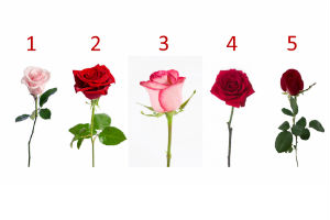 Izaberi ružu i saznaj da li će ti se ostvariti najveća želja?!