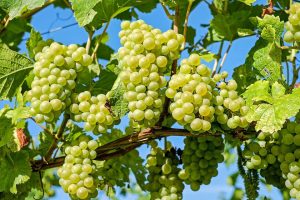 Izazovna godina za vinogradare i vinare