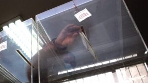 Izbori u Zaječaru i Kosjeriću: Trampa – čokoladica za slobodu