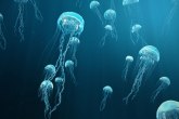 Izdato upozorenje: Povećana koncentracija meduza na Jadranu