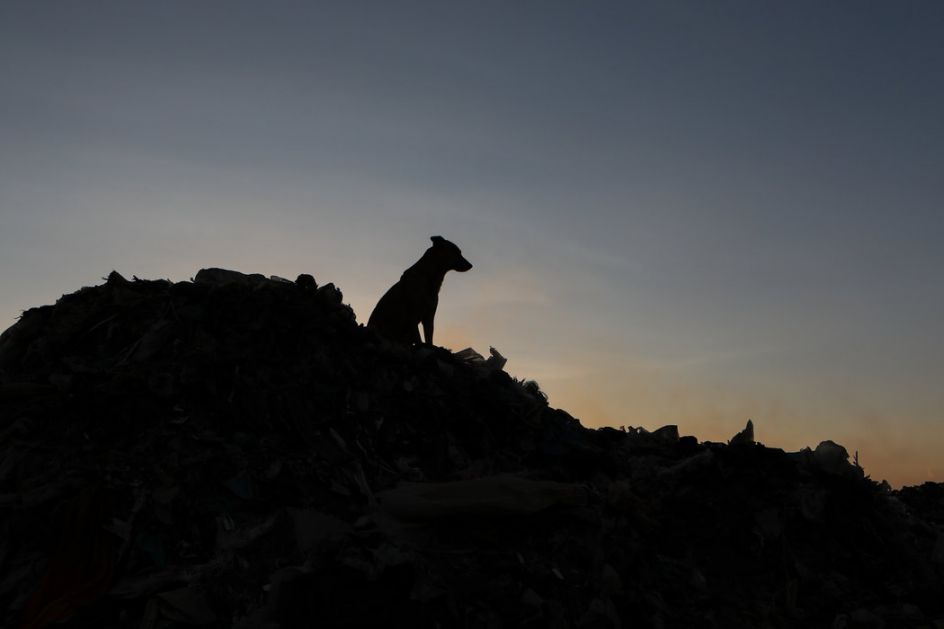 Izgubljeni pas se vratio kući posle epskog putovanja preko leda Beringovog mora (VIDEO)