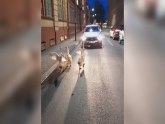 Izletele iz kaveza i blokirale saobraćaj – vozači jurili odbegle guske u centru Čačka FOTO/VIDEO