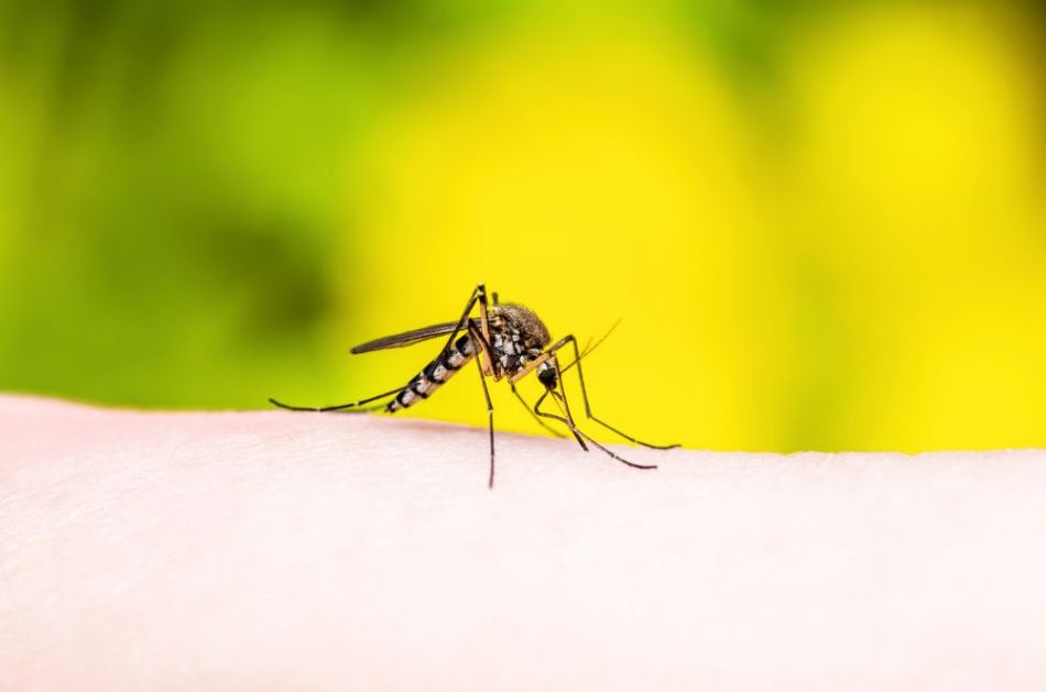Izluđuju vas komarci? Evo kako da napravite efikasno sredstvo protiv tih malih napasti