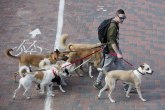 Iznajmili avion kako bi psi putovali sa njima: Cena iznajmljivanja prava sitnica