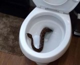 Iznenadili su se kada su pronašli zmiju kako viri iz WC šolje, a onda je usledio i šok
