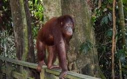 
					Iznenađenje u testu očinstva mladunčeta orangutana u Švajcarskoj 
					
									