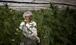 Izrael planira da dekriminalizuje upotrebu marihuane