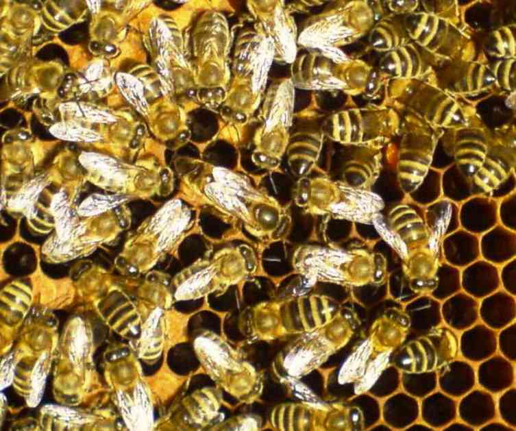 Izumiranje pčela stvara gubitak od 148 miliona evra godišnje