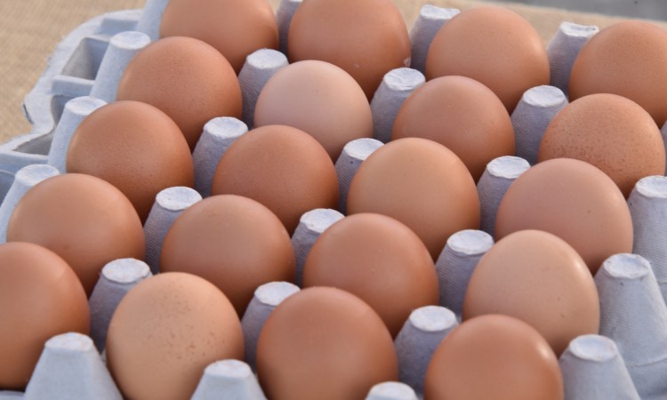 Izvezene prve količine jaja na evropsko tržište