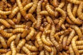 Izvor alternativnih proteina: U Francuskoj se gradi najveća farma insekata na svetu