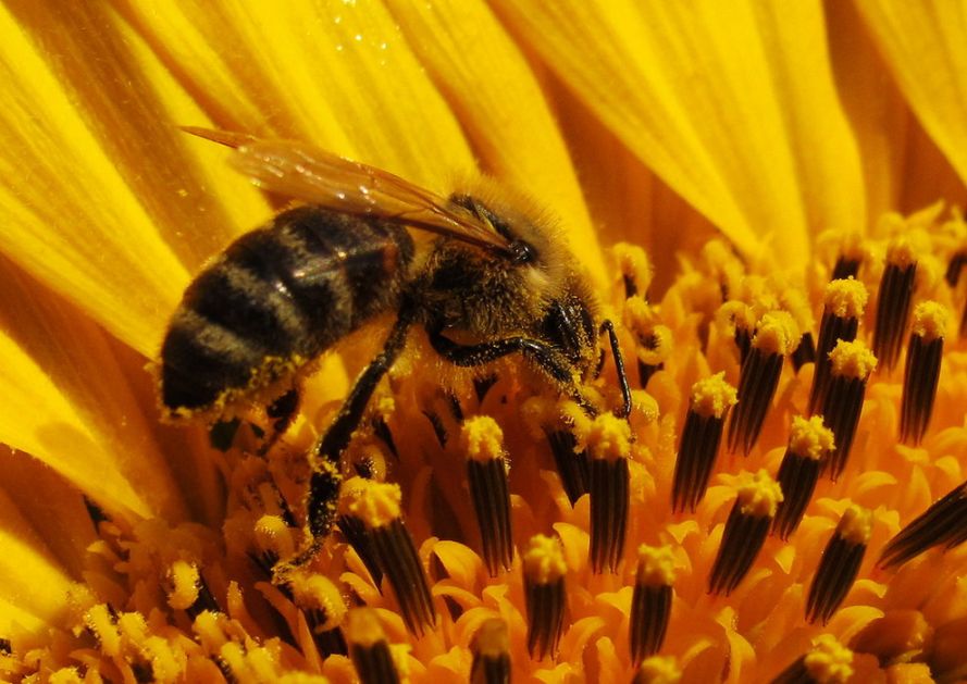 Izvoz srpskih pčelara u Italiju