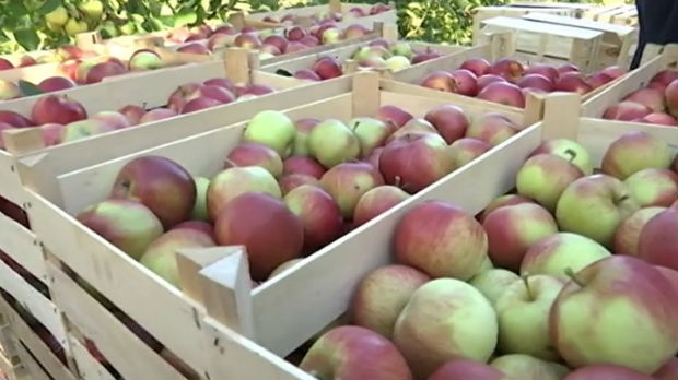 Izvoz voća u Rusiju – ima li monopola među izvoznicima