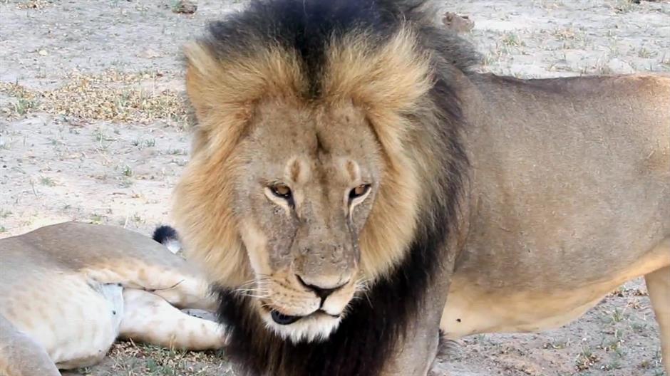 Izvršena eutanazija najstarije lavice u Zoo vrtu
