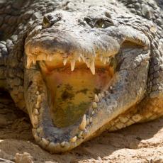 JEZIVA SCENA: Krokodil ČOVEKU odgrizao penis! Saopštenje policije zgrozilo javnost