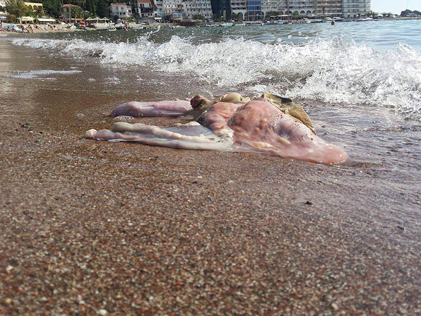 JEZIVA SCENA NA PLAŽI U BUDVI: More izbacilo životinjske IZNUTRICE (FOTO)