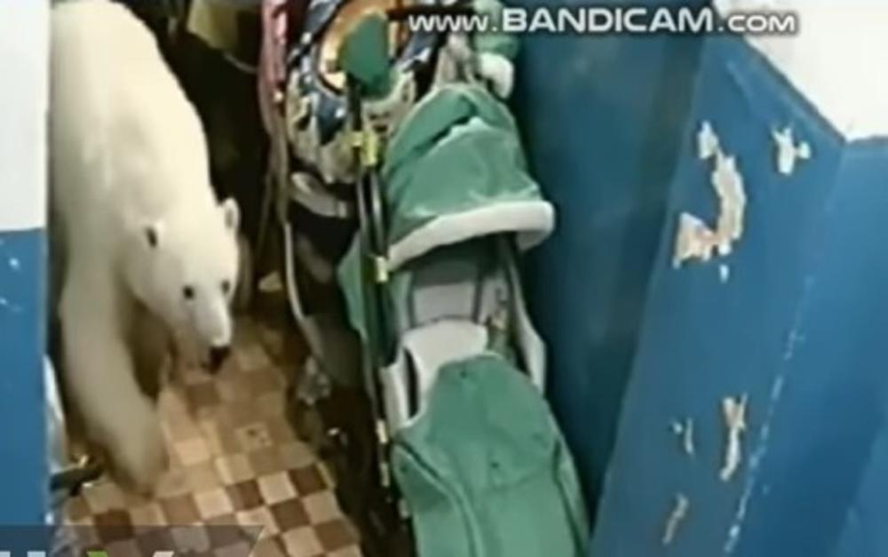 JEZIVO! OČI U OČI SA ZVERIMA: Evo kako izgleda invazija polarnih medveda izbliza! PREDATORI NAPADAJU! (VIDEO)
