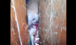 JEZIVO: Zombi lisica pokušava da uđe u kuću (VIDEO)