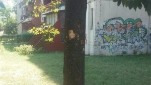 JKP „Zelenilo-Beograd“ apeluje na sugrađane da ne uništavaju javne zelene površine