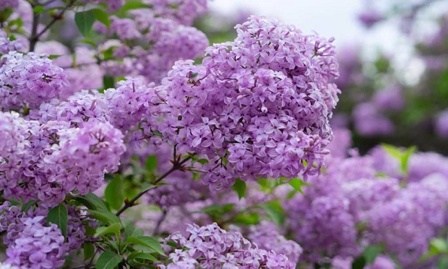 JORGOVAN: Da bi vam na proleće cvetao u bašti sada je vreme da delujete