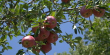 Jabuka - od zabranjenog voća do simbola zdravlja
