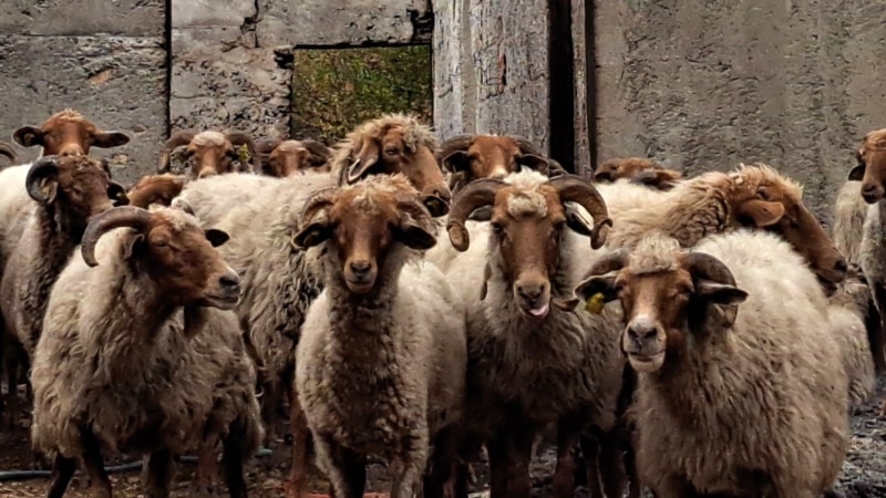 Jagnjad crnogorskih farmera zbog nelegalnog uvoza iz Srbije ostala neotkupljena 