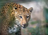 Jaguar pobegao iz Zoološkog vrta pa ubio šest životinja