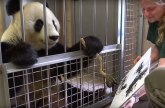 Jang Jang panda - slikarka, glavna atrakcija bečkog zoo vrta VIDEO