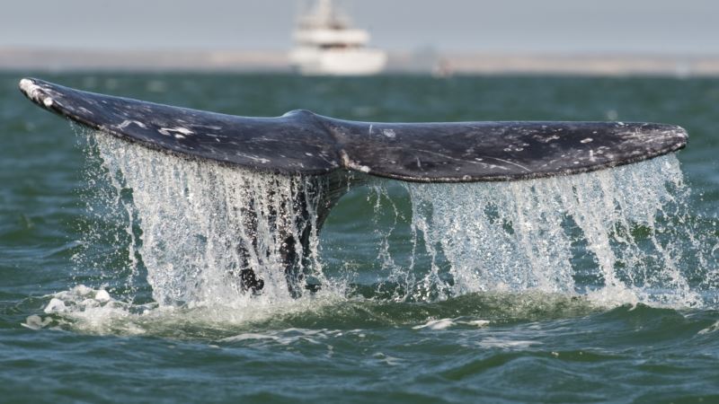 Japan: Posle više od 30 godina zabrane, ponovo legalan lov na kitove