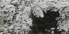 Japan: Praznik cvetanja trešnje