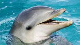 Japan i životinje: Agresivni delfin ujeo još dva plivača ujeo još dva plivača iz Japana