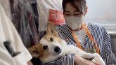 Japan i životinje: Maženi i paženi ljubimci prvi put sa vlasnicima u brzom vozu