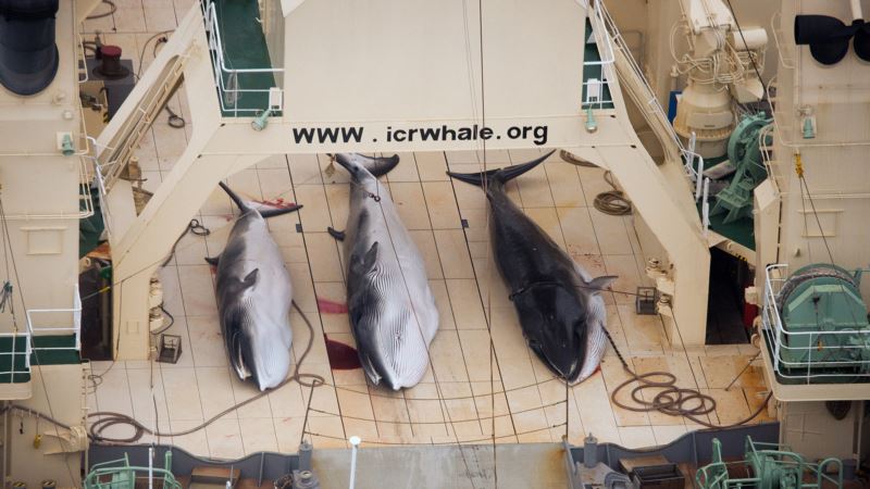 Japan počinje komercijalni lov na kitove u julu 2019.