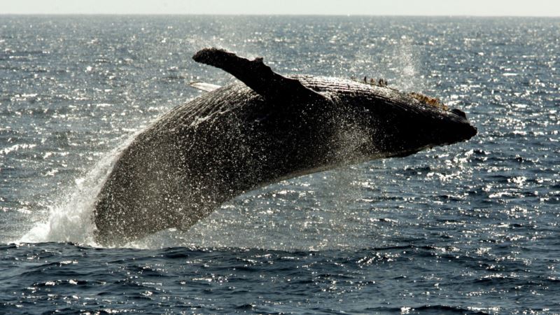Japan ponovo dozvljava lov na kitove