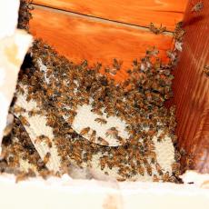 Jedan gram vredi 70.000 evra: Pčelari otkrili unosniji biznis