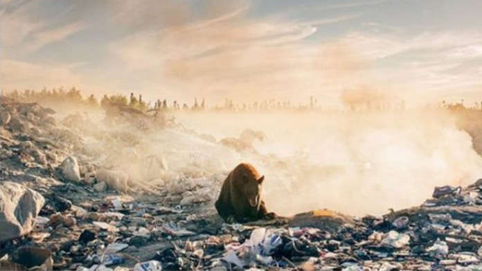 Jedan medved nam javlja da je apokalipsa blizu (FOTO)
